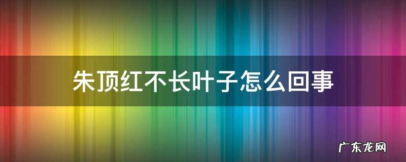 朱顶红不长叶子怎么回事 为什么朱顶红只长叶子不开花