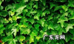 常春藤耐寒吗冬天 常春藤耐寒吗