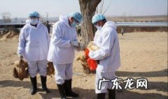 如何预防禽流感等人畜共患传染病 如何预防禽流感