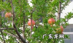 夏天石榴树怎样修剪 石榴夏季修剪技术要点
