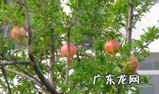 夏天石榴树怎样修剪 石榴夏季修剪技术要点