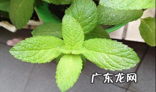 薄荷叶和什么一起泡 薄荷叶和什么一起泡水喝