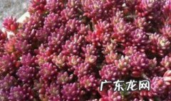 多肉紫米粒怎么爆盆 多肉紫米粒怎么养