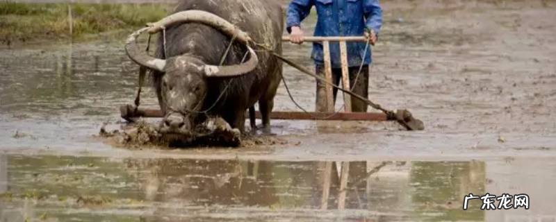 犁耙长什么样 犁耙是什么样子