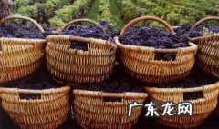 如何制作葡萄酒 如何制作葡萄酒的方法视频