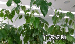幸福树的养殖方法 幸福树的养殖方法和注意事项修剪