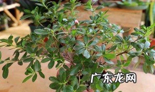杜鹃花的养殖方法和注意事项 盆栽视频 杜鹃花的养殖方法
