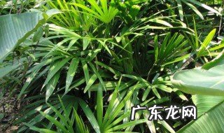 棕竹的生长特性 棕竹的生活习性