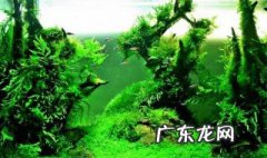 如何在水族箱中栽种水草 水族箱中栽种水草需要注意什么