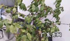 腊梅叶子发黄怎么办 腊梅叶子发黄干枯怎么解决