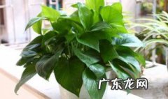 办公室植物推荐 风水 办公室植物