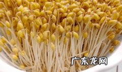 豆芽怎么发芽快 豆芽怎么发