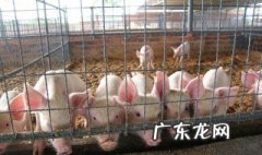 发酵床养猪法 发酵床养猪法名词解释