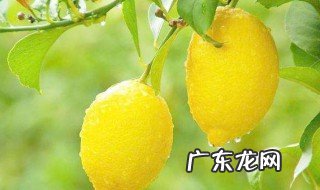 柠檬怎么美容护肤 柠檬美容护肤小窍门