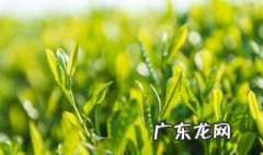 茶叶的分类 茶叶的分类有哪些
