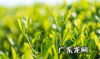 茶叶的分类 茶叶的分类有哪些