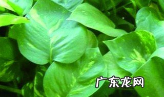 绿萝怎么扦插 绿萝怎么扦插成活率最高