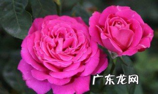 春天开的常见的花 春天开的常见的花有哪些