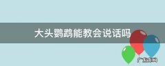 大头鹦鹉能教会说话吗 大头鹦鹉会说话么