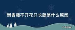 飘香藤不开花只长藤是什么原因 飘香藤的三大忌