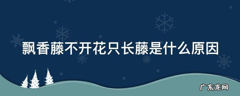 飘香藤不开花只长藤是什么原因 飘香藤的三大忌