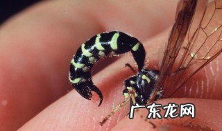 孩子被蜜蜂蛰了怎么办消肿止痛 被蜜蜂蛰了怎么办消肿止痛