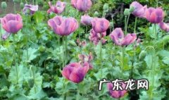 罂粟怎么读 罂粟怎么读同音字