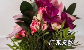 长寿花扦插方法和注意事项视频 长寿花扦插方法
