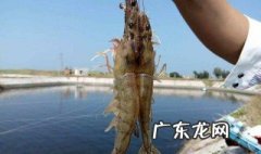 虾类靠什么呼吸