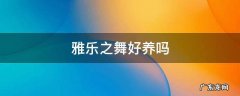 雅乐之舞好养吗梦见我买了一盆雅乐之舞怎么养成树状 雅乐之舞好养吗