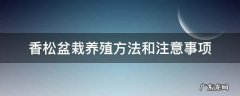 香松盆栽养殖方法和注意事项 香松的养殖方法和注意事项
