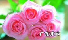 玫瑰的花语 粉玫瑰的花语