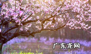 春天有什么花开 春天有什么花开图片