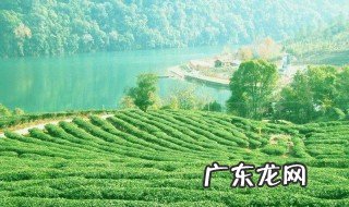 毛尖茶产于 毛尖茶产于哪个省份