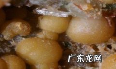 黄磷是什么 黄磷是什么东西