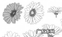 菊花简笔画 菊花简笔画简单又漂亮儿童画