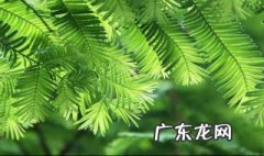 水杉寓意是什么 水杉的寓意象征是什么