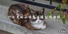 如何判断一个月大的小猫是公猫还是母猫？