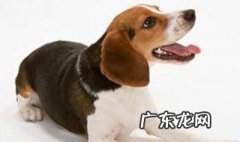 给狗狗起名字的方法 给狗狗起名字的方法有哪些
