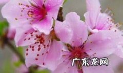 春天的文章怎么写四年级 春天的文章怎么写
