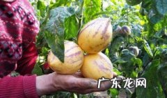 人参果蕨麻怎么吃 蕨麻怎么吃