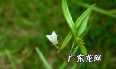 小草的作用 小草的作用下午四点时草坪的地表温度是