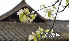 清明节吃什么食物 浙江清明节吃什么食物