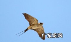 燕子怎样捉虫最好 燕子怎样捉虫