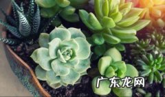 办公室适合养哪些多肉 办公室养什么多肉提升运势