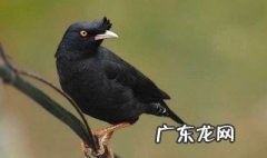 八哥如何养更亲人 八哥怎么养亲近人