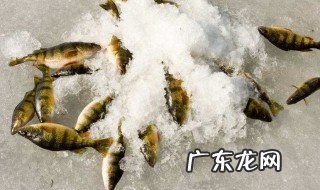 冰上钓鱼怎么调漂 冰上怎样钓鱼