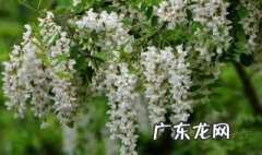 槐树花怎么吃 槐树花怎么吃好
