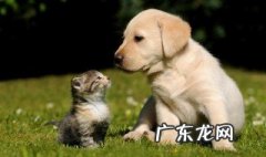 小狗的生活特点作文 小狗的生活习性
