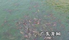 无土养殖泥鳅的方法 无土养殖泥鳅技术